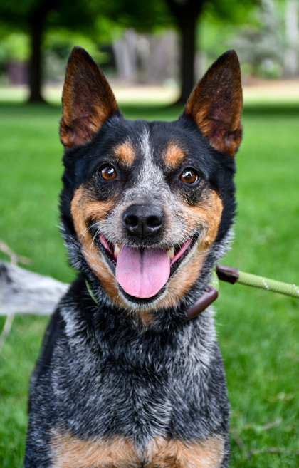 Pet Photo