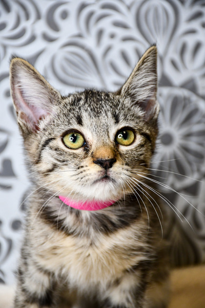 Pet Photo