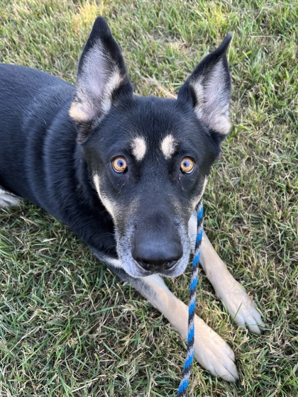 Adopt a Dog in Yakima - Yakima Humane Society