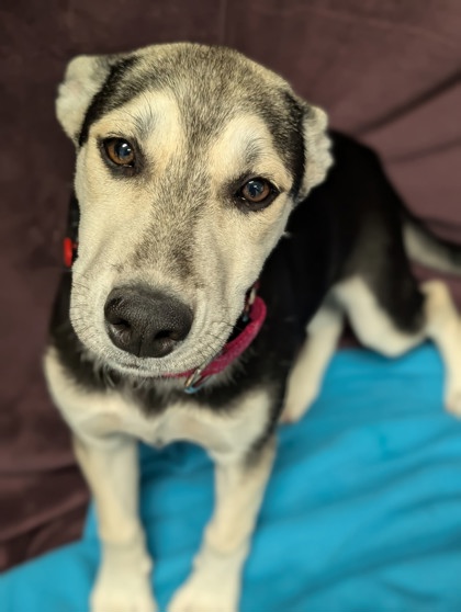 Pet Photo
