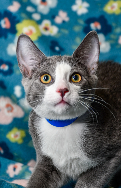 Pet Photo