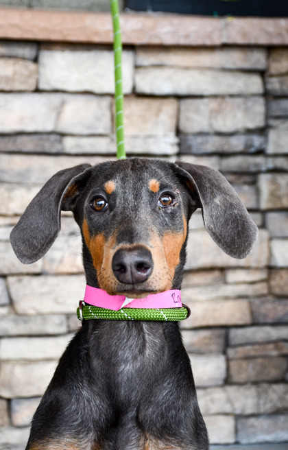 Pet Photo
