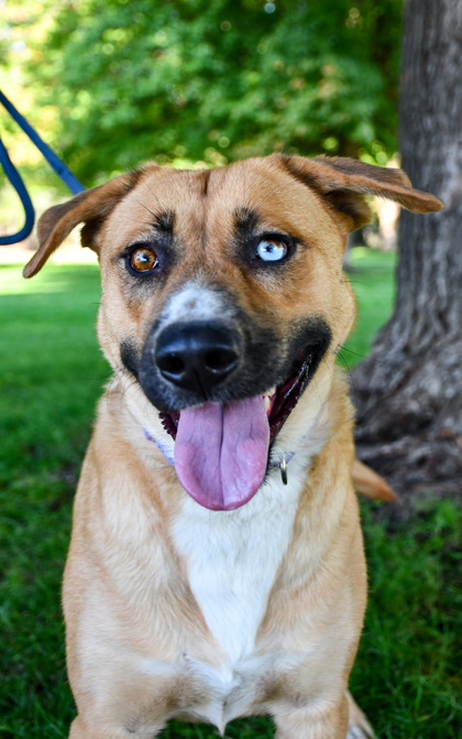 Pet Photo