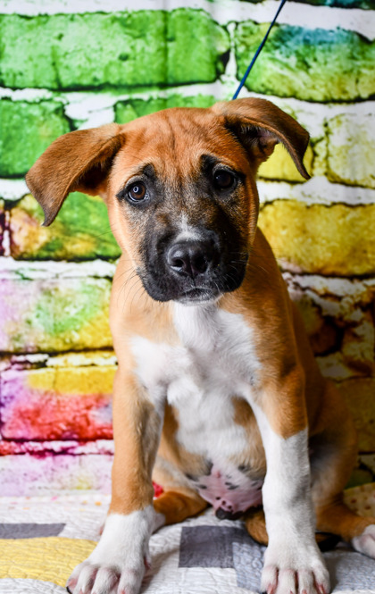 Pet Photo
