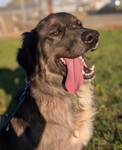 Pet Photo
