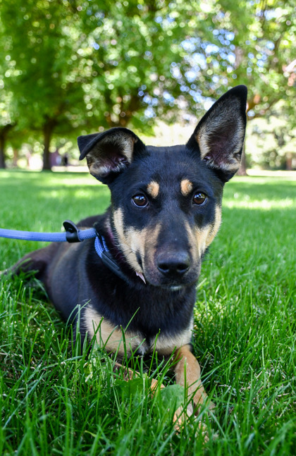Pet Photo