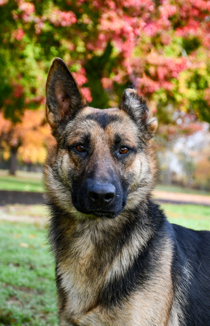 Pet Photo