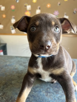 Pet Photo