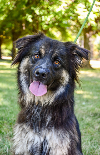 Pet Photo