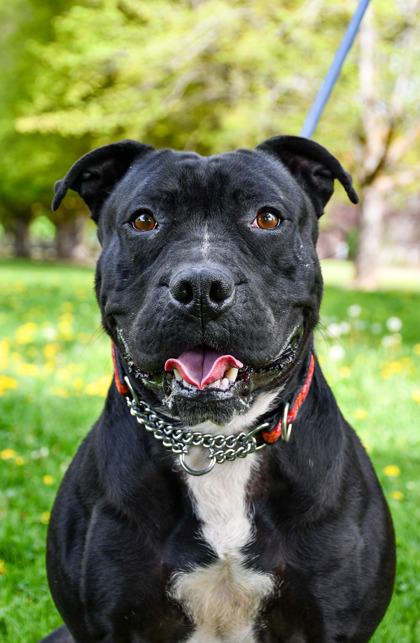 Pet Photo
