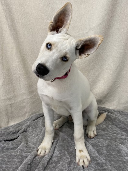Pet Photo