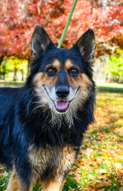 Pet Photo