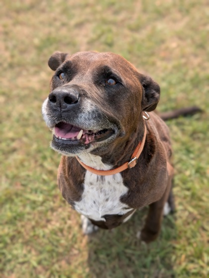 Pet Photo