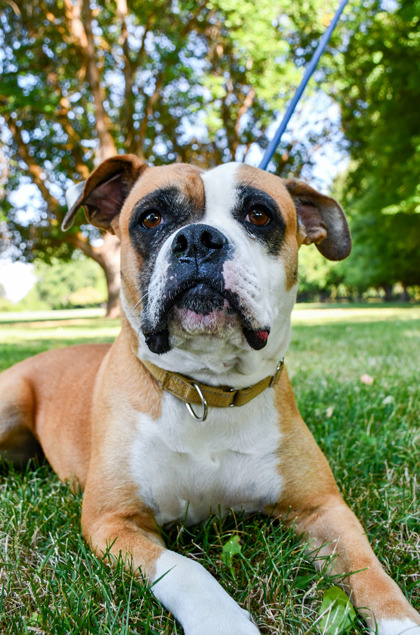 Pet Photo