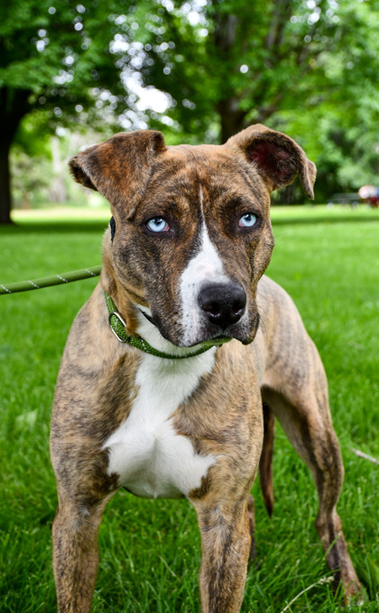 Pet Photo