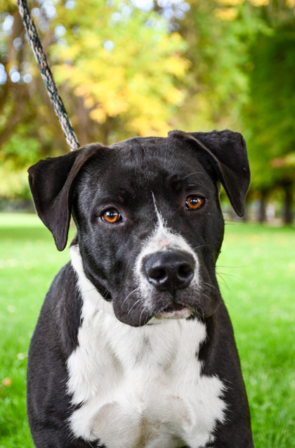 Pet Photo