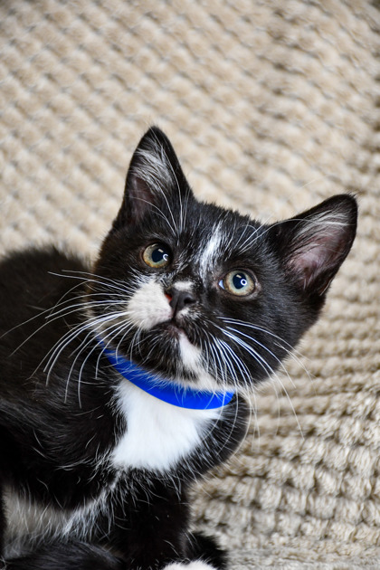Pet Photo
