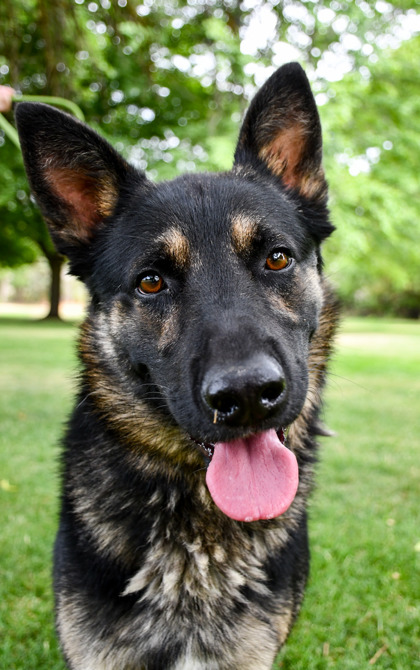 Pet Photo