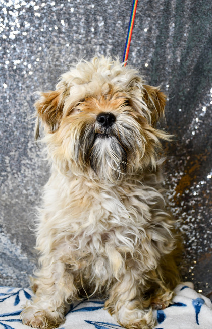 Pet Photo