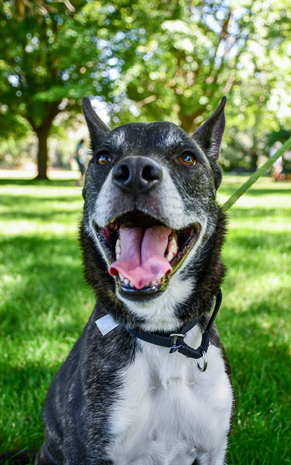 Pet Photo