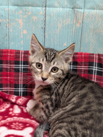 Pet Photo