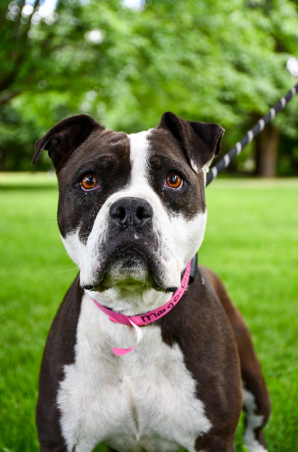 Pet Photo