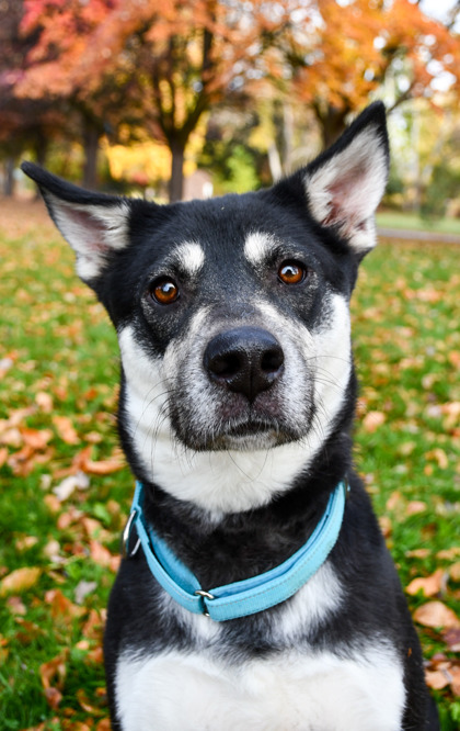 Pet Photo