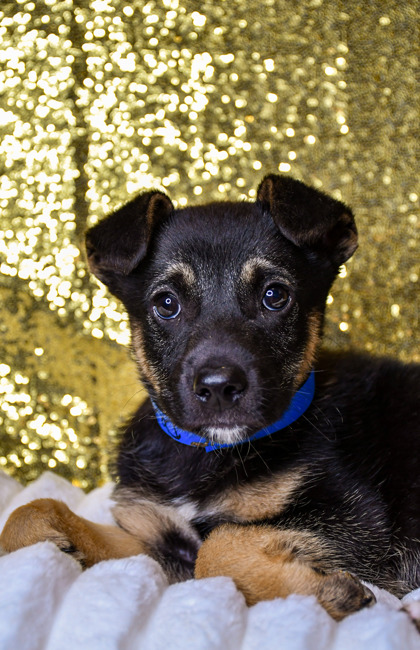 Pet Photo