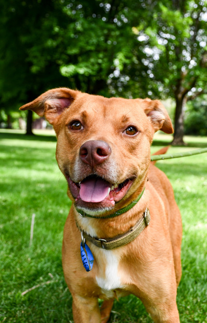 Pet Photo