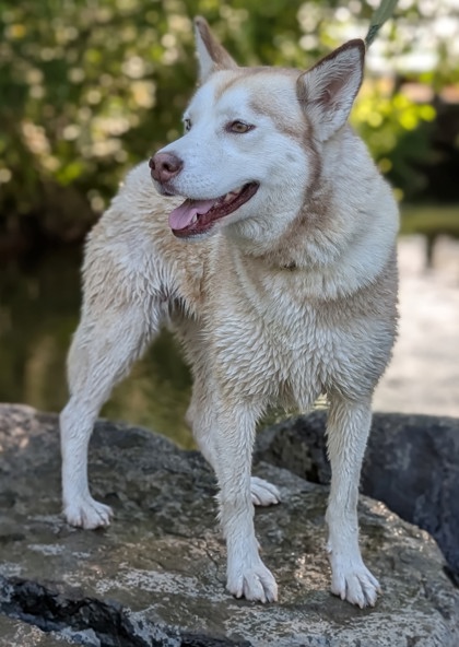 Pet Photo