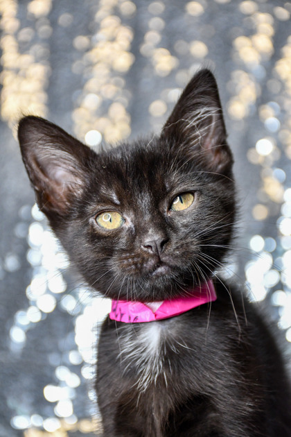 Pet Photo