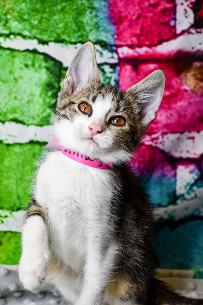 Pet Photo
