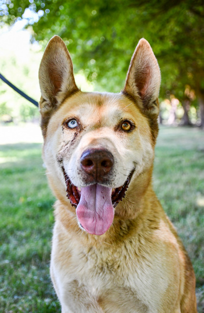 Pet Photo