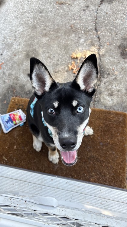 Pet Photo