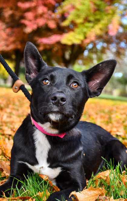 Pet Photo