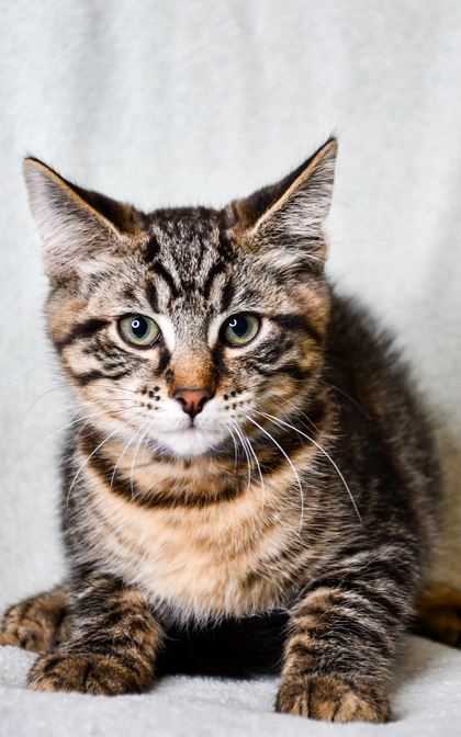 Pet Photo