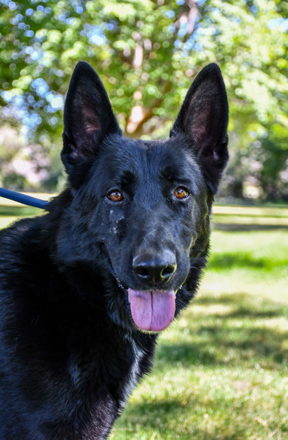 Pet Photo