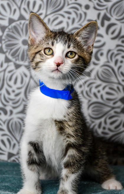 Pet Photo