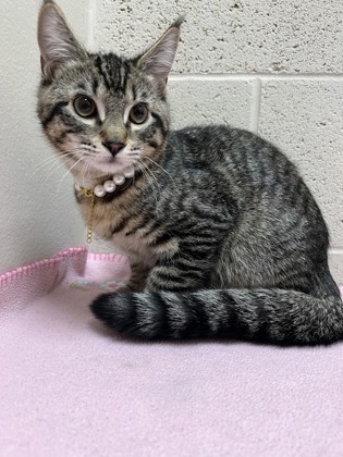Pet Photo