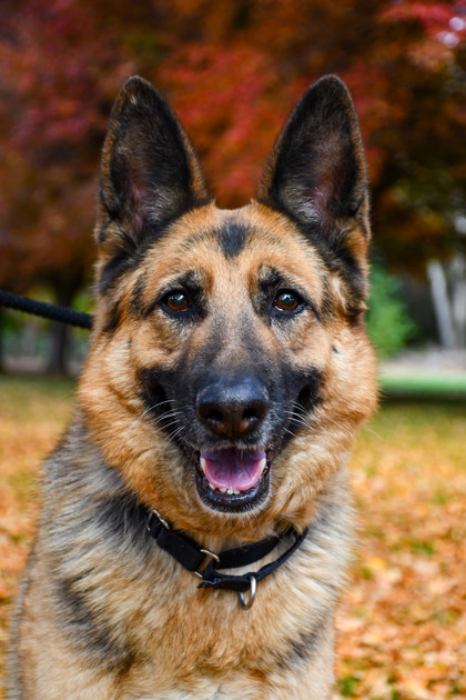 Pet Photo