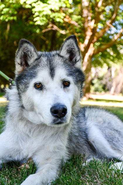 Pet Photo