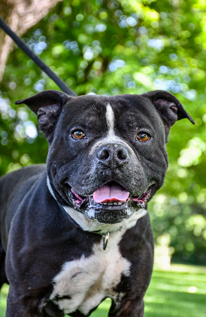 Pet Photo
