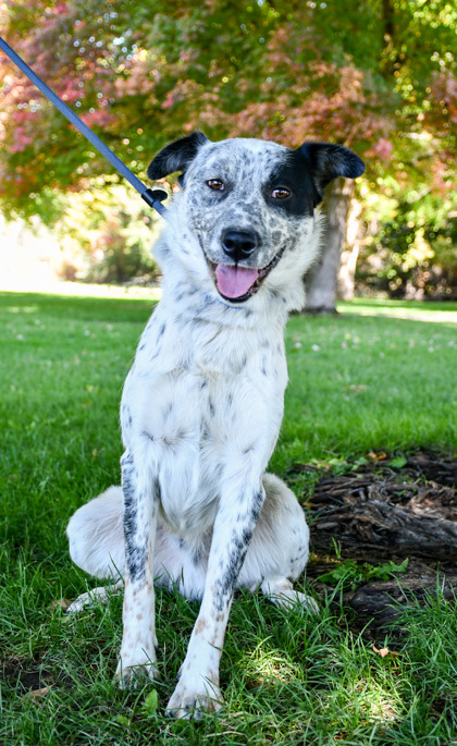 Pet Photo
