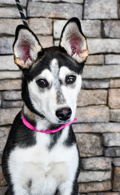 Pet Photo