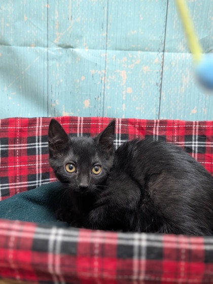 Pet Photo