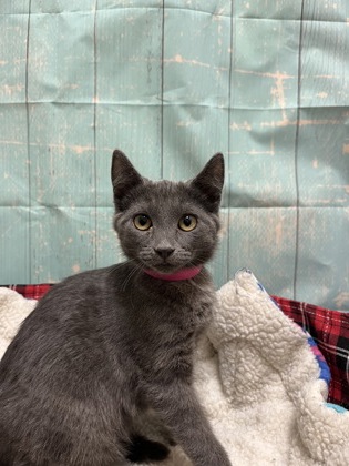Pet Photo
