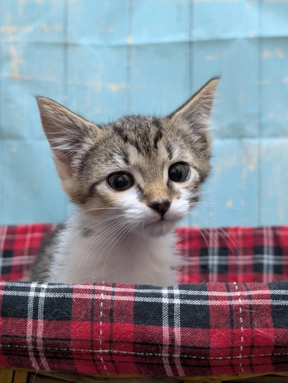 Pet Photo