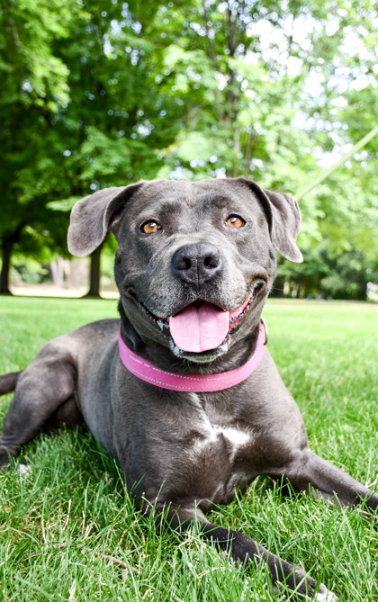 Pet Photo
