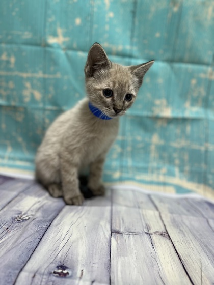 Pet Photo
