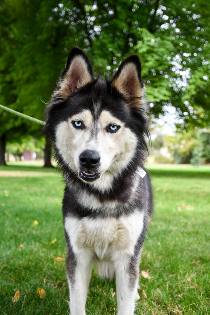 Pet Photo